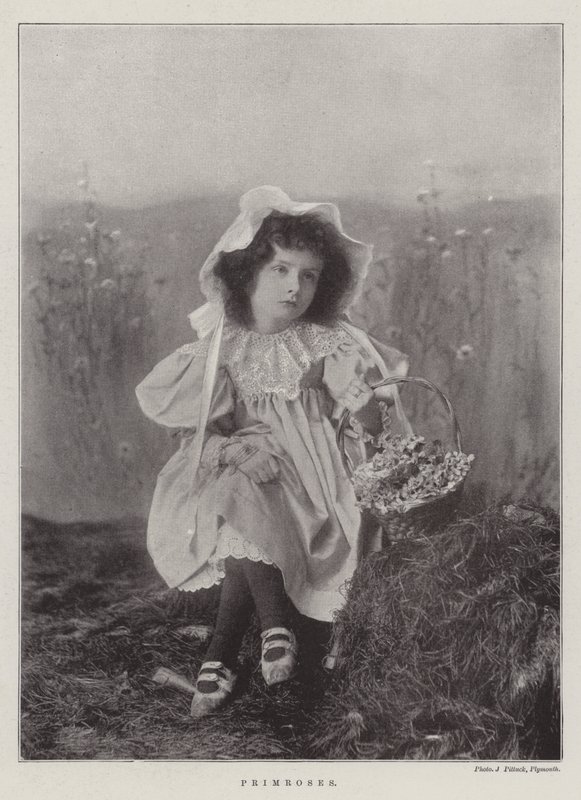 Prvosenky od English Photographer