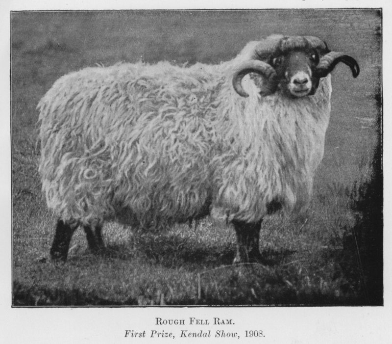 Rough Fell Ram, první cena, Kendal Show od English Photographer