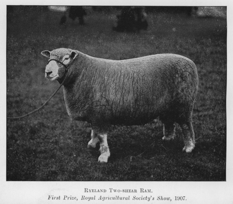 Ryeland Two-shear Ram, první cena, Royal Agricultural Society