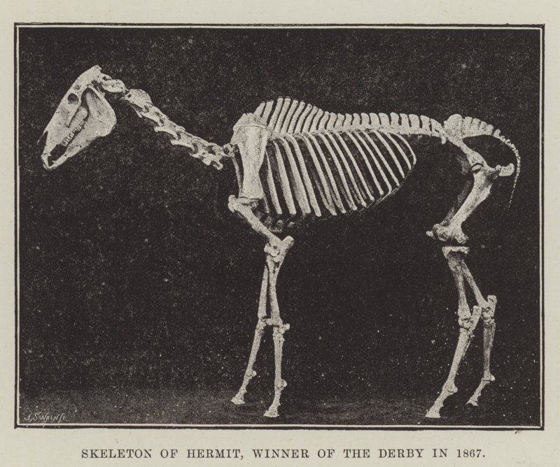 Skeleton of Hermit, vítěz Derby v roce 1867 od English Photographer
