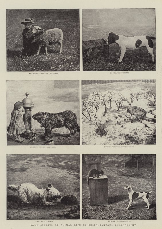 Některé studie života zvířat pomocí okamžité fotografie od English Photographer