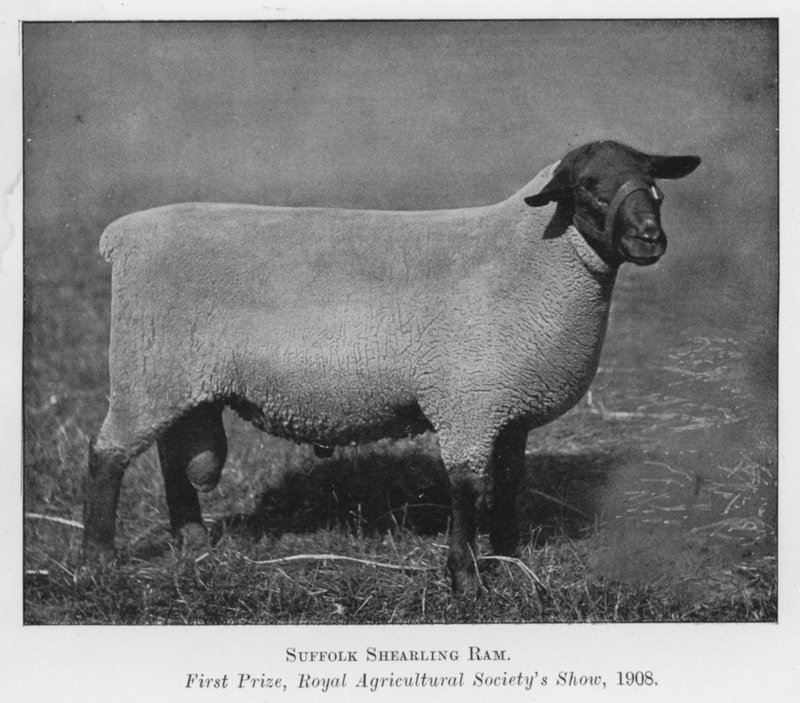 Suffolk Shearling Ram, první cena, Royal Agricultural Society