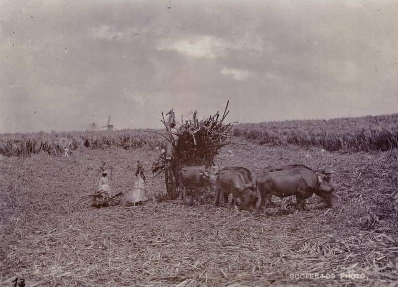 Cukrová plantáž, Barbados, 1880 od English Photographer