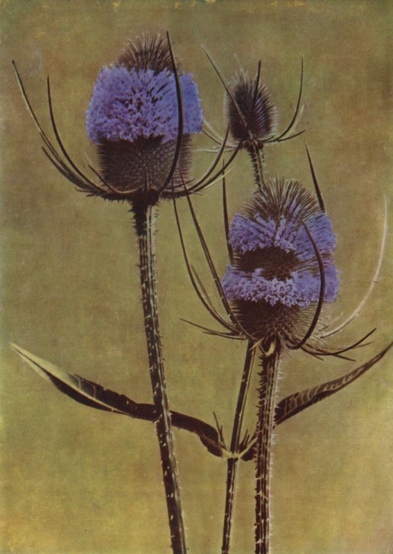Teasel (foto) od English Photographer