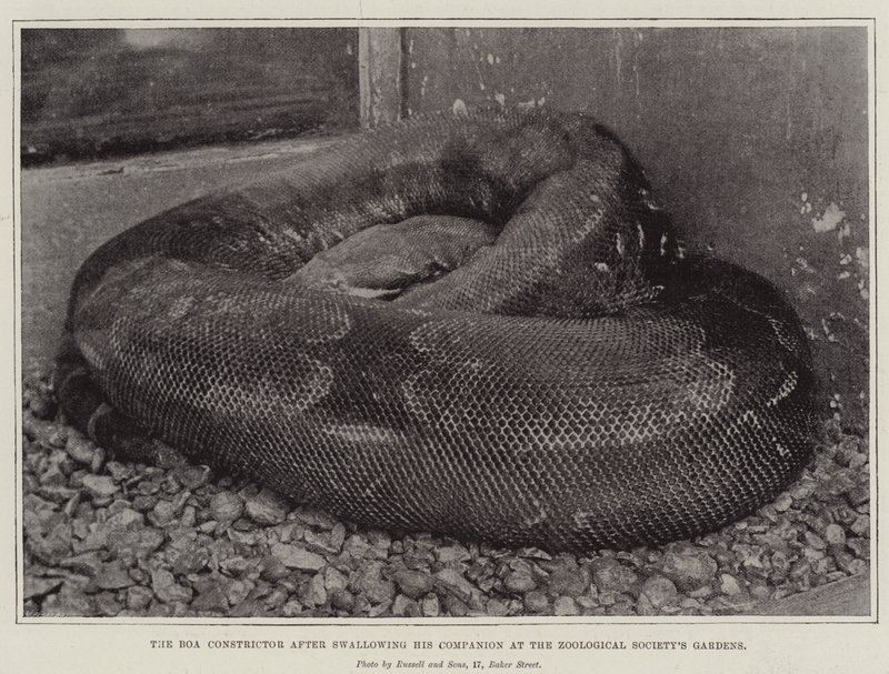 Boa Constrictor poté, co spolkl svého společníka v zahradách zoologických společností od English Photographer