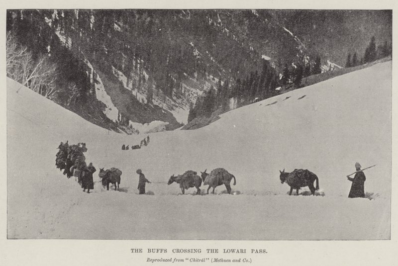 Buffové překračující Lowari Pass od English Photographer