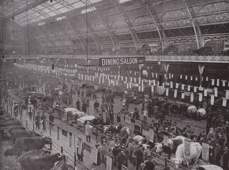 The Cattle Show, Royal Agricultural Hall od English Photographer