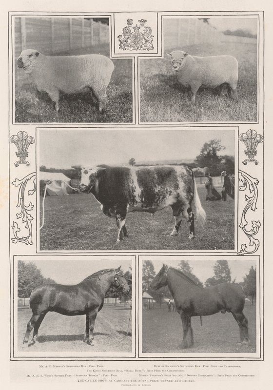 The Cattle Show v Cardiffu, vítěz královské ceny a další od English Photographer
