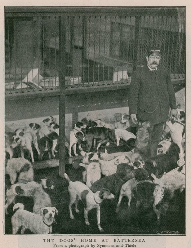 The Dogs Home at Battersea od English Photographer