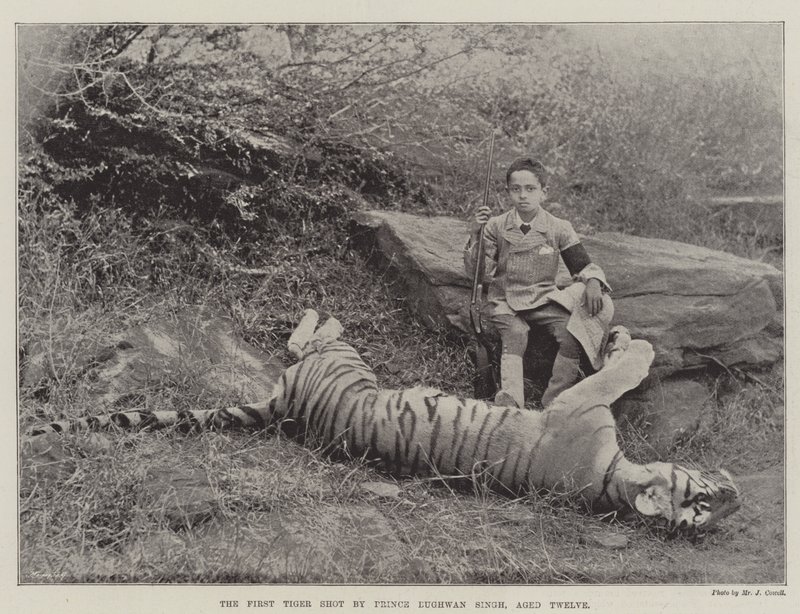 První tygr zastřelený princem Bughwanem Singhem, ve věku dvanáct od English Photographer