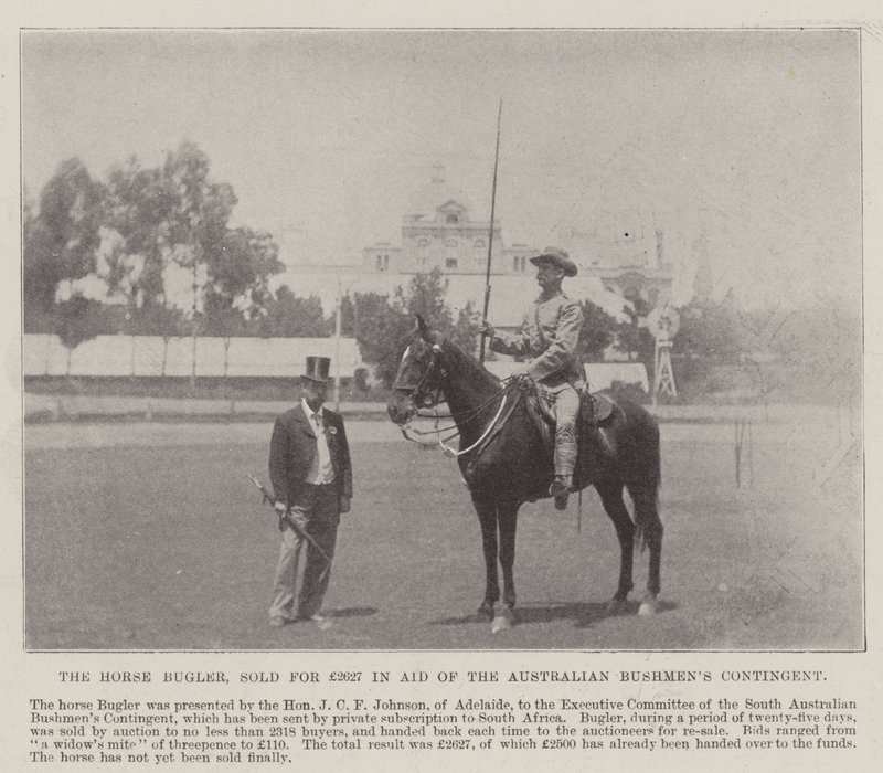 The Horse Bugler, prodaný za 2627 liber v Aid of the Australian Bushmens Contingent, Adelaide. Ilustrace pro The Illustrated London News, 26. května 1900 od English Photographer