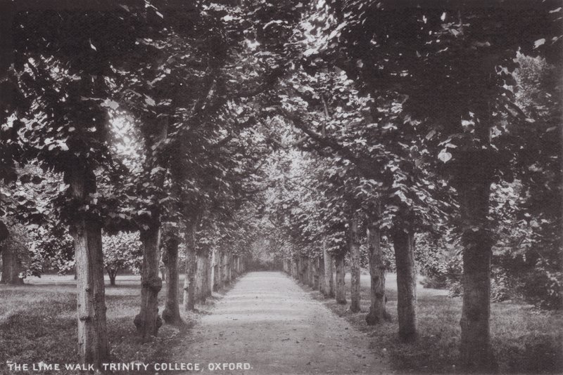 The Lime Walk, Trinity College, Oxford od English Photographer