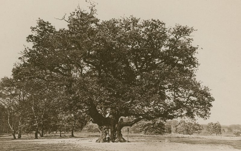 Major Oak, Sherwoodský les od English Photographer