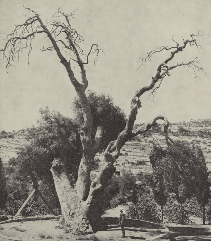 Dub Mamre; Abrahams Oak, kde Abraham postavil svůj stan a postavil oltář od English Photographer