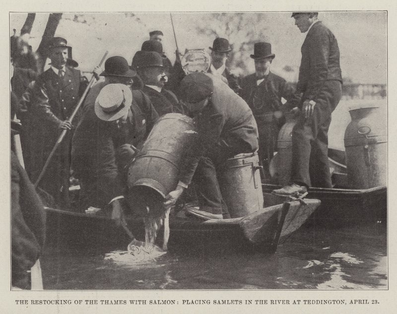 Doplnění zásob v Temži lososem, umístění Samlets do řeky v Teddingtonu, 23. dubna od English Photographer