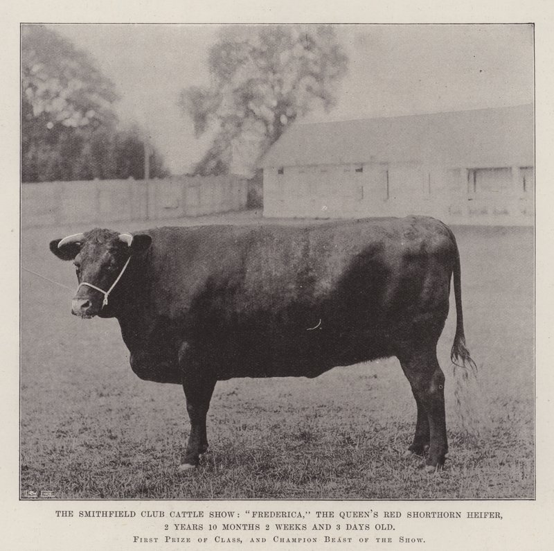The Smithfield Club Cattle Show, Frederica, the Queens Red Shorthorn Heifer, 2 roky 10 měsíců 2 týdny a 3 dny starý od English Photographer