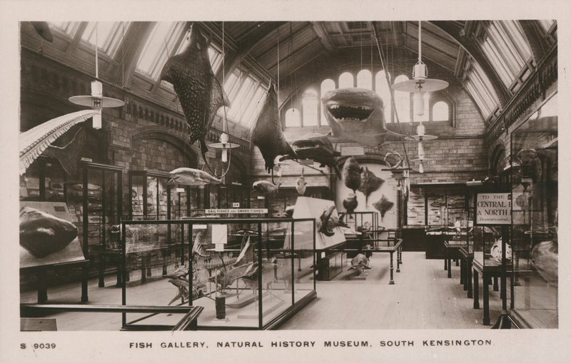 Victoria und Albert Museum, South Kensington, Londýn, rybí galerie od English Photographer