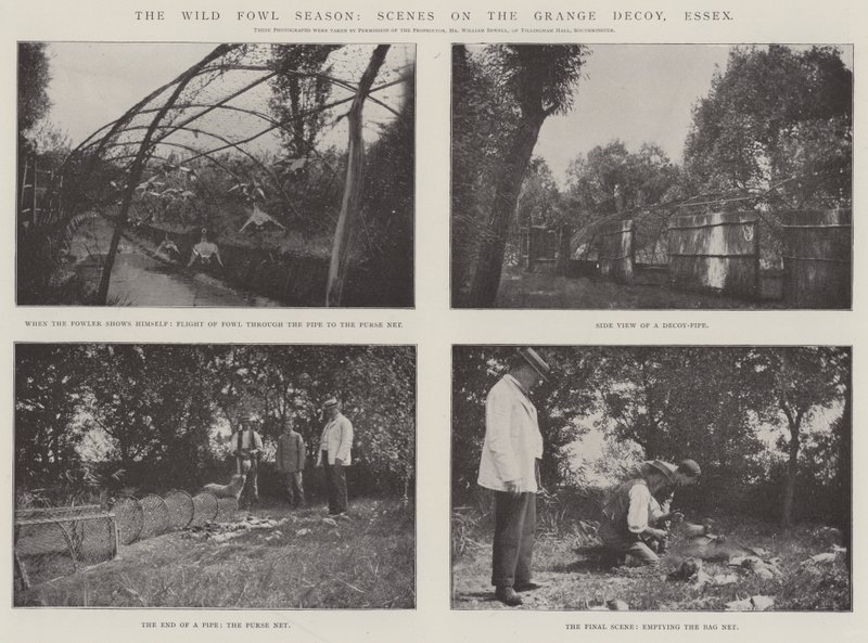 The Wild Fowl Season, Scény na Grange Decoy, Essex od English Photographer
