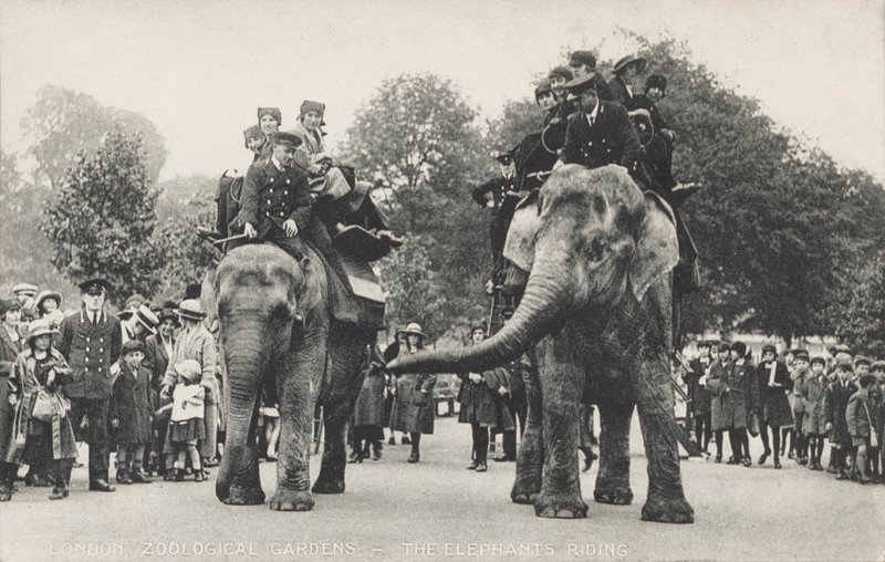 Sloni z londýnské zoo v Regent