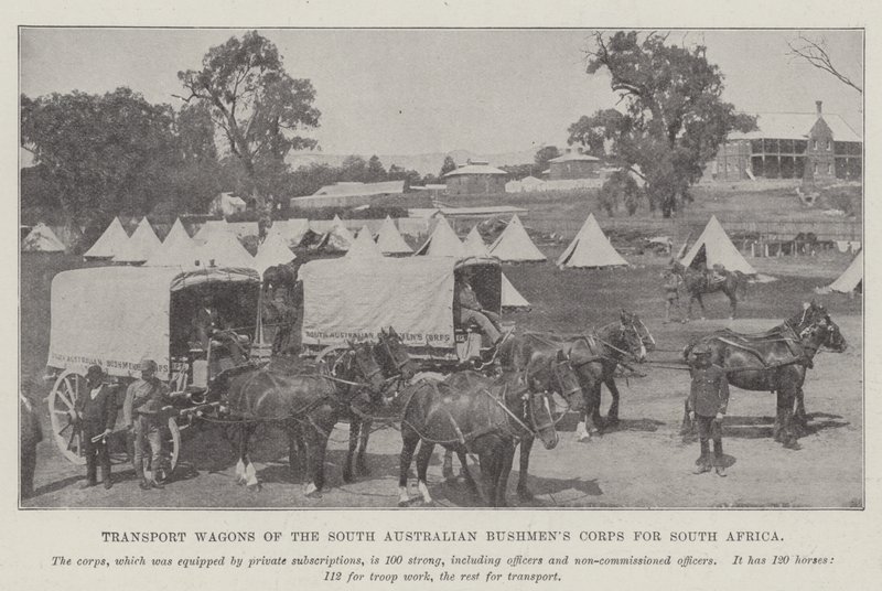 Transportní vozy South Australian Bushmens Corps pro Jižní Afriku od English Photographer
