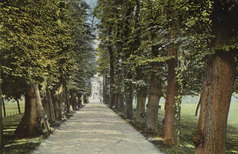 Trinity College, Avenue od English Photographer