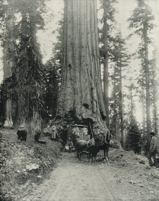"Wawona" Big Tree, Mariposa Grove, Kalifornie (černobílá fotografie) od English Photographer