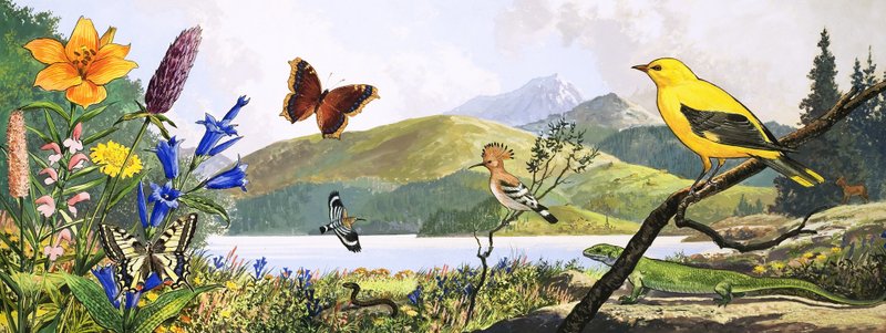 Divoká příroda střední Evropy, ilustrace z knihy "Říše divů přírody od English Photographer