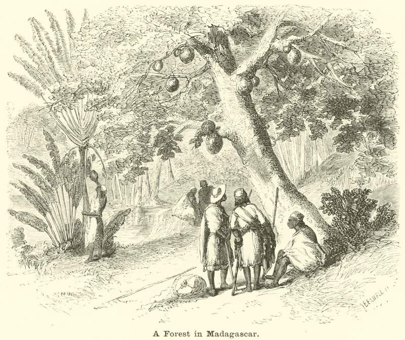 Les na Madagaskaru od English School