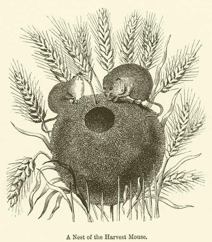 A Nest of the Harvest Mouse (rytina) od English School