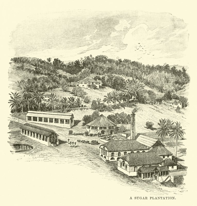 Cukrová plantáž od English School
