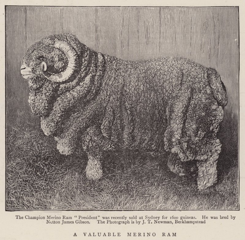 Cenný Merino Ram (rytina) od English School