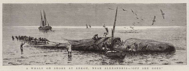 Velryba na pobřeží v Edkou, poblíž Alexandrie, „Off She goes“ (rytina) od English School