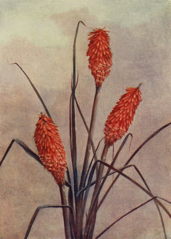 Nádherná pochodeň, Kniphofia Corallina Superba (barevná litografie) od English School