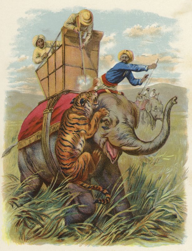 Tygří pes v Indii (chromolitho) od English School