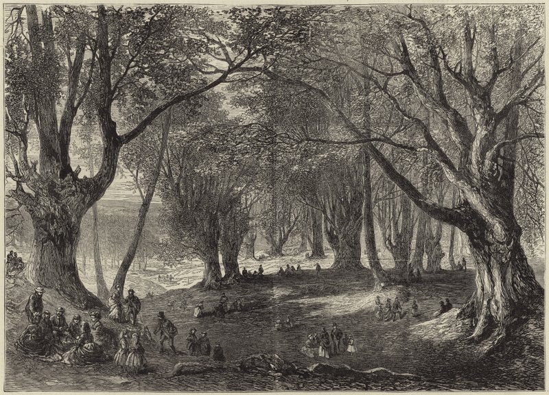 Pohled na Epping Forest od English School