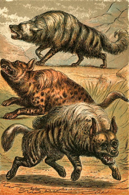 Vlk aardský, hyena skvrnitá a hyena pruhovaná od English School