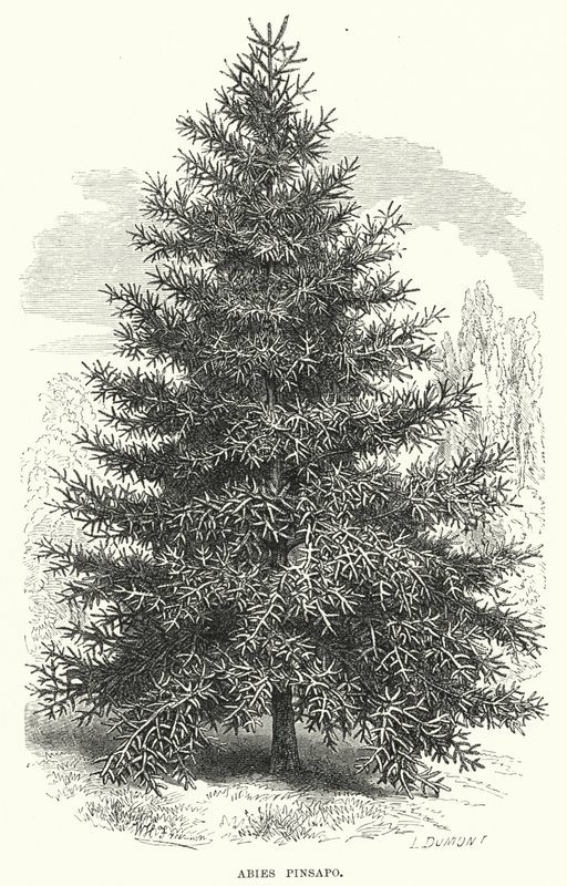 Abies Pinsapo (rytina) od English School