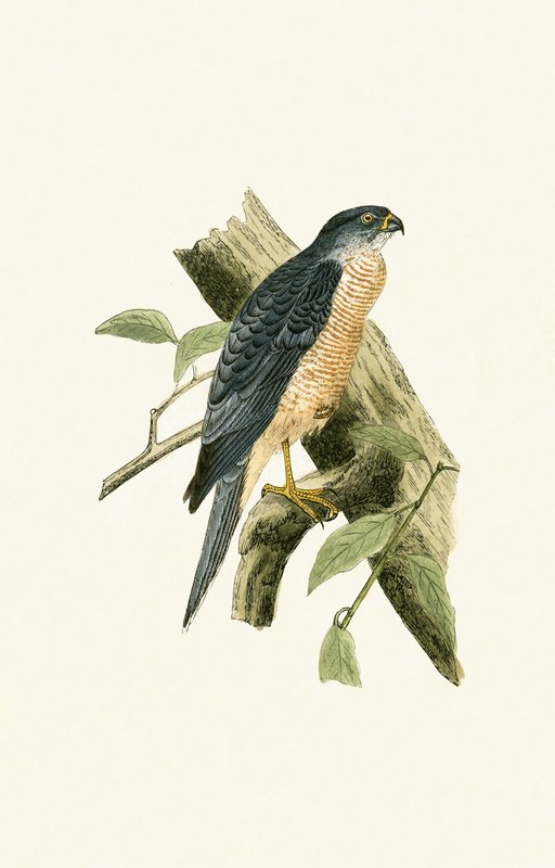 Accipiter Sphenurus, ilustrace z „Historie ptáků Evropy nepozorovaných na Britských ostrovech“ od Charlese Roberta Bree (1811-86), vydáno 1867 od English School