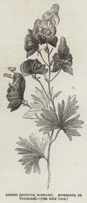 Aconite (Aconitum Napellus), Monkshood nebo Wolfsbane (rytina) od English School