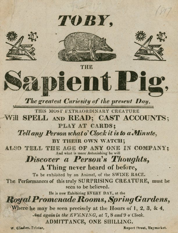 Reklama na Tobyho Sapient Pig, největší kuriozitu současnosti od English School