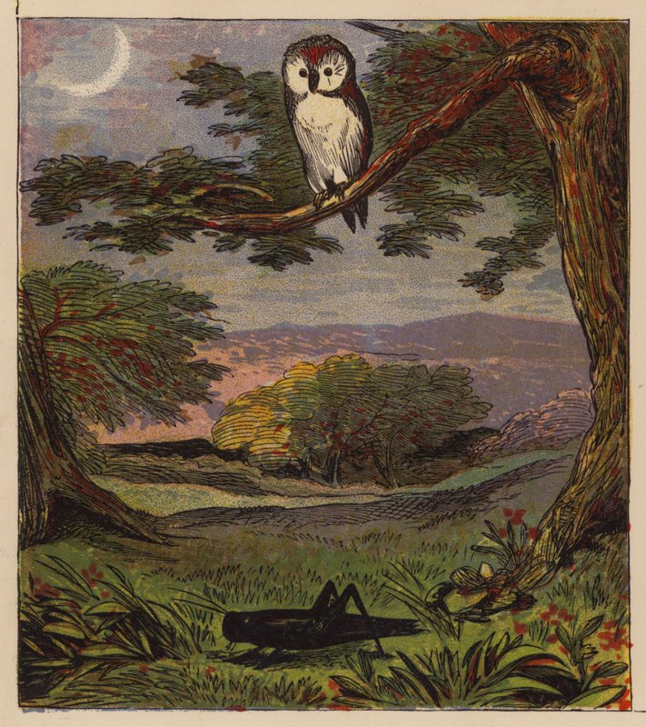 Ezopovy bajky: Owl and the Grasshopper (barevné lito) od English School