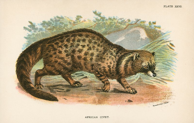 Africká cibetka od English School