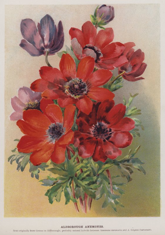 Aldborough Anemones od English School