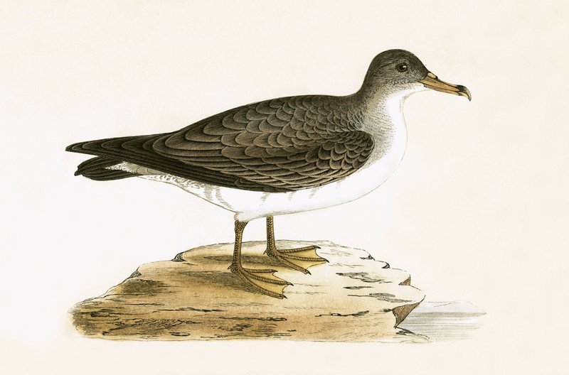 Algerian Cinereous Shearwater, ilustrace z „Historie ptáků Evropy nepozorovaných na Britských ostrovech“ od Charlese Roberta Bree (1811-86), vydáno 1867 od English School