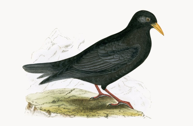 Alpine Chough, ilustrace z „Historie ptáků Evropy nepozorovaných na Britských ostrovech“ od Charlese Roberta Bree (1811-86), vydáno 1867 od English School