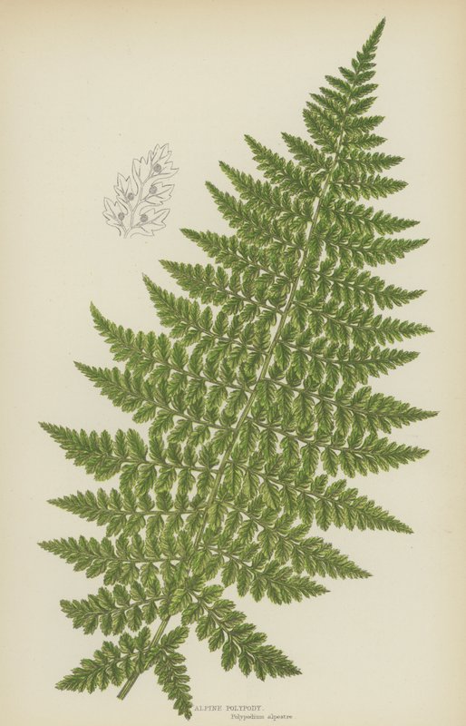 Polypody alpské (barevná litografie) od English School