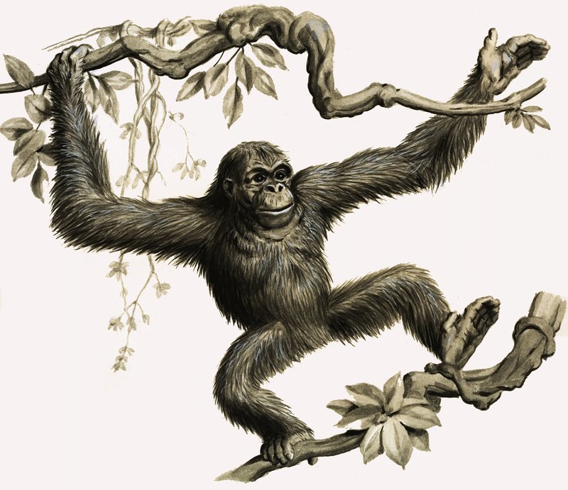 Orangutan od English School