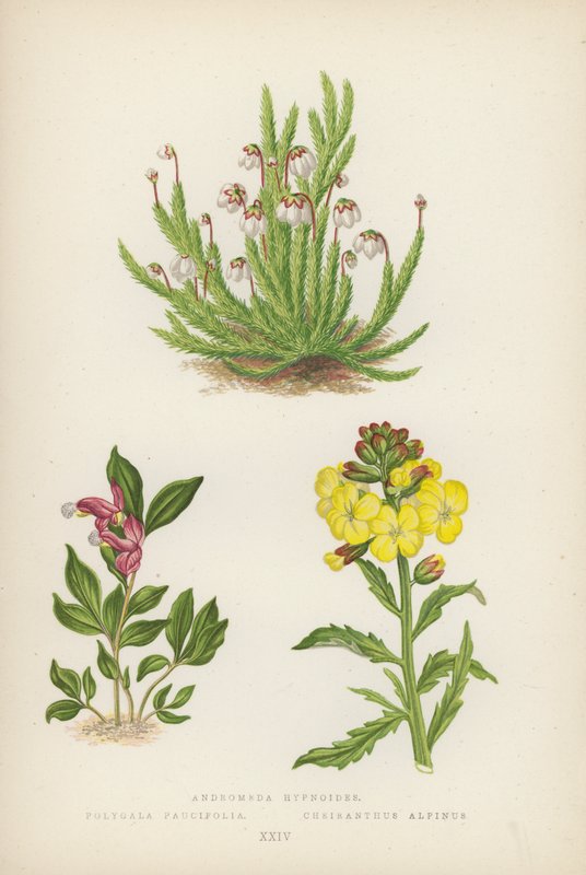 Andromeda hypnoides; Polygala Paucifolia; Cheiranthus Alpinus (barevná litografie) od English School