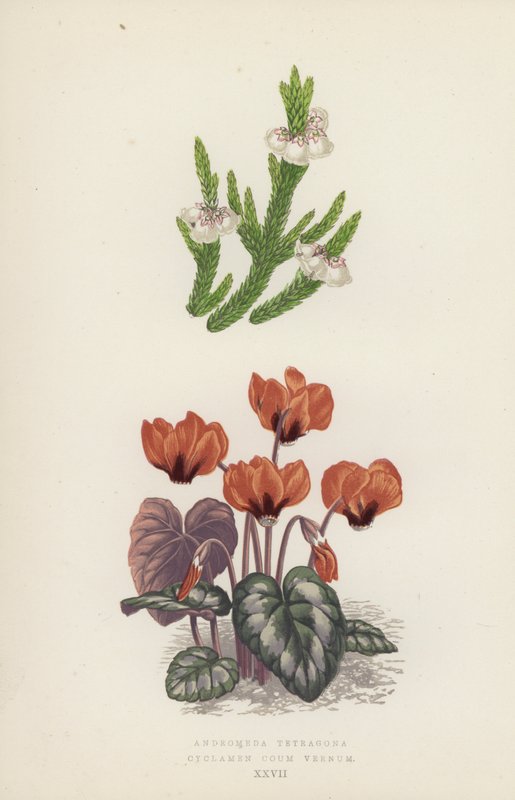 Andromeda Tetragona; Cyclamen Coum Vernum (barevná litografie) od English School