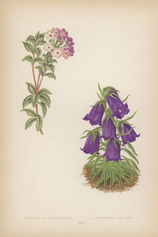 Androsace Lanuginosa; Campanula Alpina (barevná litografie) od English School